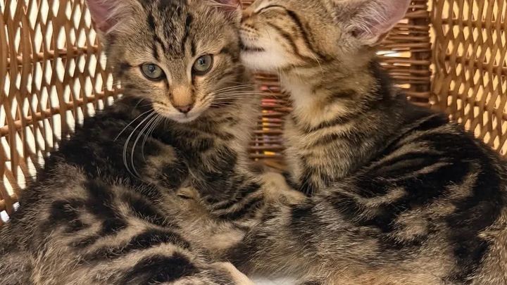 Cats first rescue campaign photo, 1 of 3
