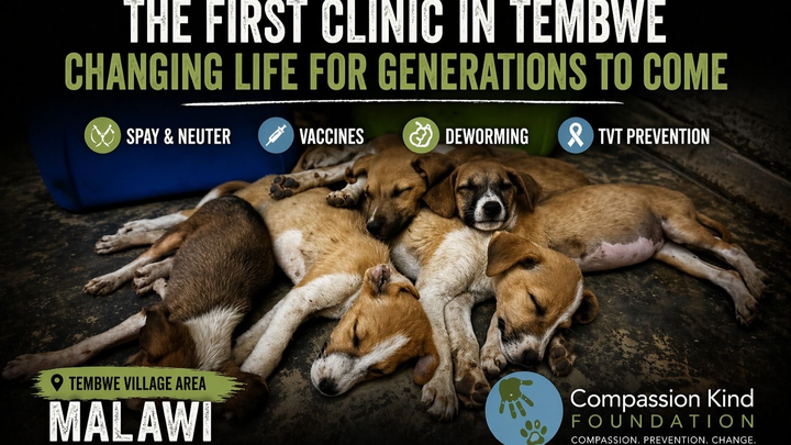Life Changing Spay And Neuter Clinic in Salima, Malawi campaign photo, 1 of 8