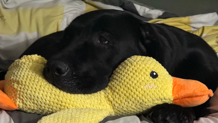 Help Bella Walk Again: Surgery Needed campaign photo, 1 of 8