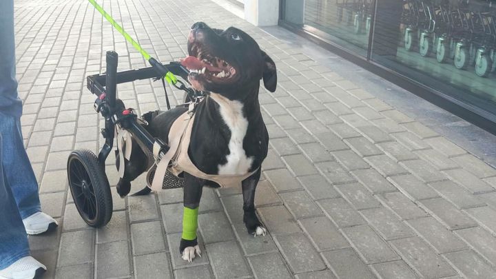 Foto da arrecadação Ajuda para a reabilitação da Milly., 1 de 7