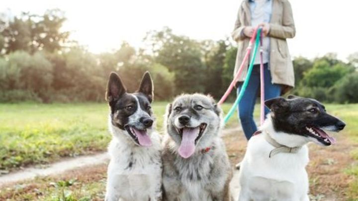Celebrate My Birthday by Supporting Humane World photo