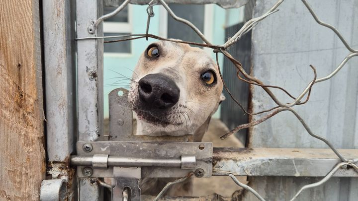 Candy's Safe House campaign photo, 1 of 2