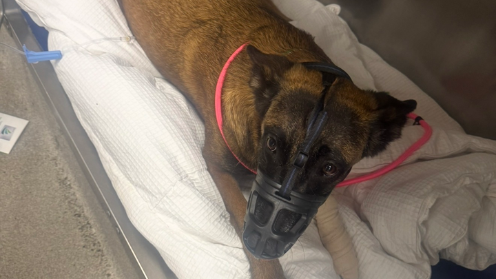 Support Doshka’s Urgent Surgery and Recovery campaign photo, 1 of 7