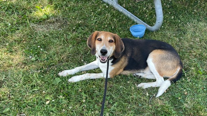 fundraiser-by-kriz-newz-help-rescue-tucker-the-abandoned-hunting-dog