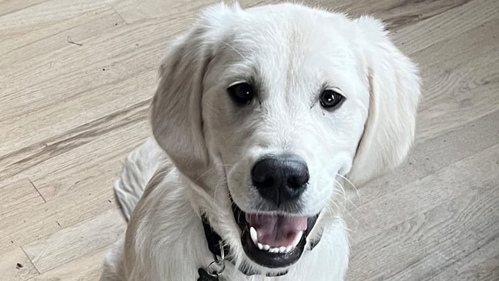 Golden Puppy Bruce Is Fighting for his Life! campaign photo, 1 of 2