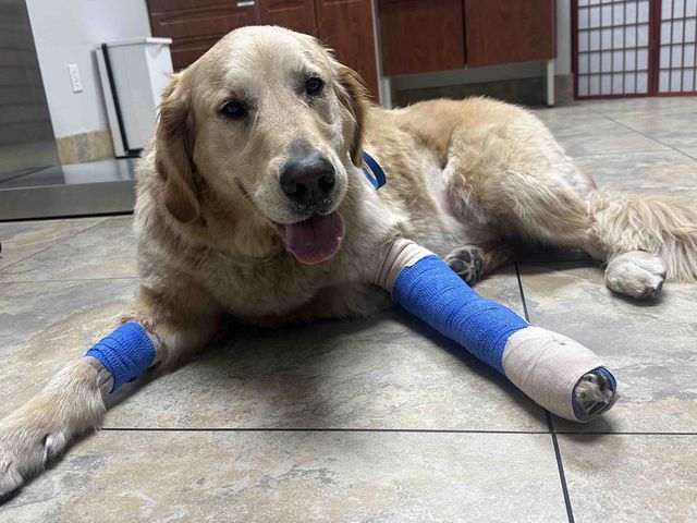 Fundraiser by Emmanuel Mojica : Help Sammie Heal After Hit ...