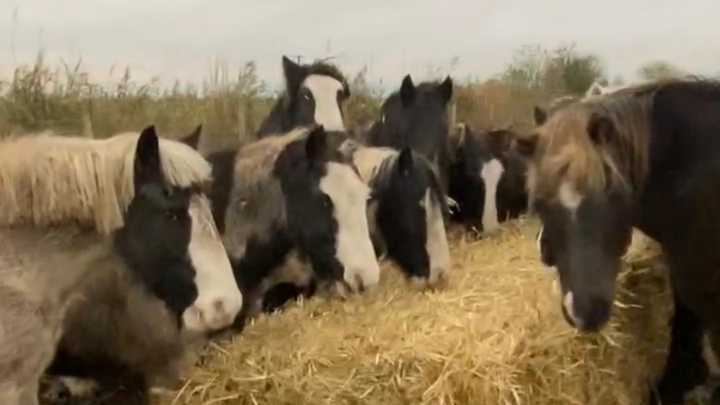 Merrylegs Haybalers campaign photo, 1 of 3