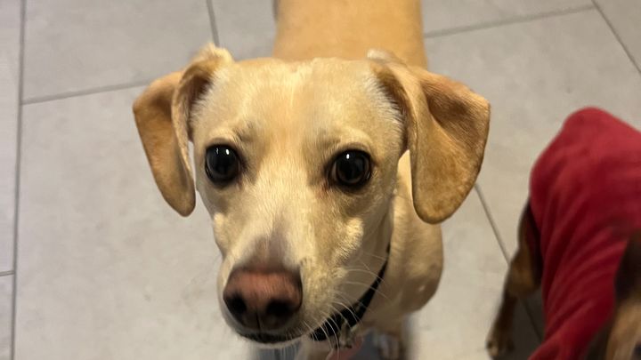 Help Howard Walk Again with Surgery campaign photo, 1 of 8