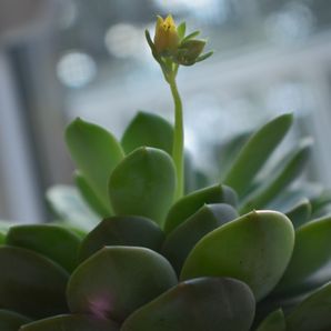 Free Community Gardens