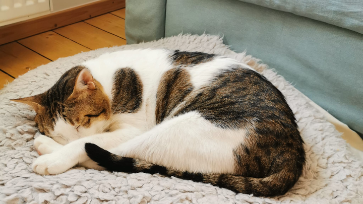 Maria Robi Fundraiser by Maria Rossner : Kater Robi droht Einschläferung