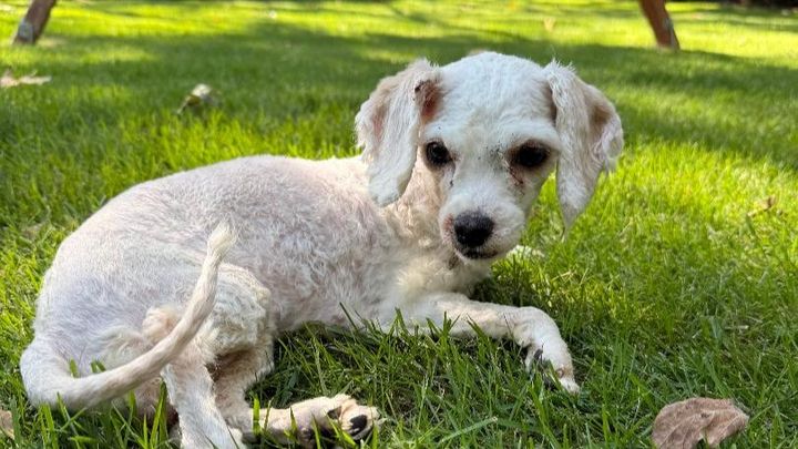 Lucy Rose urgently needs surgery, please help campaign photo, 1 of 7