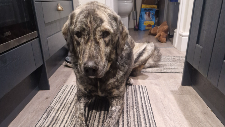 Help with max vet bills campaign photo, 1 of 5