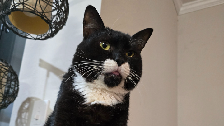 Help Sherlock Get Life-Changing Dental Surgery campaign photo, 1 of 8