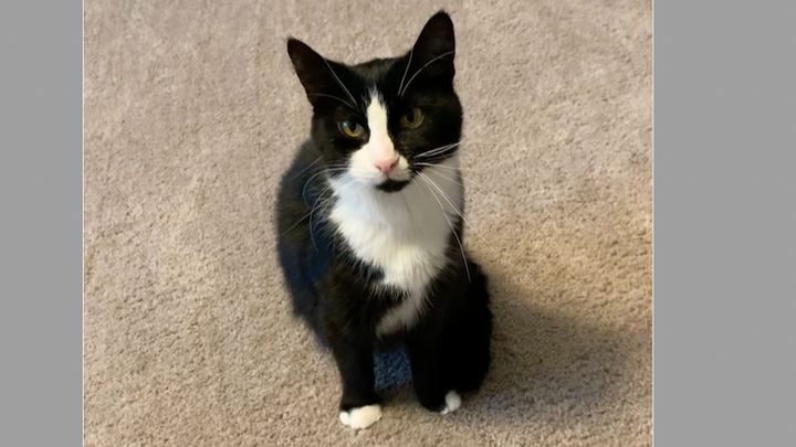 Zelda's Surgery campaign photo, 1 of 4