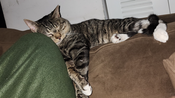 Maxx Jones: Urgent Surgery Needed for Beloved Cat kid. campaign photo, 1 of 7