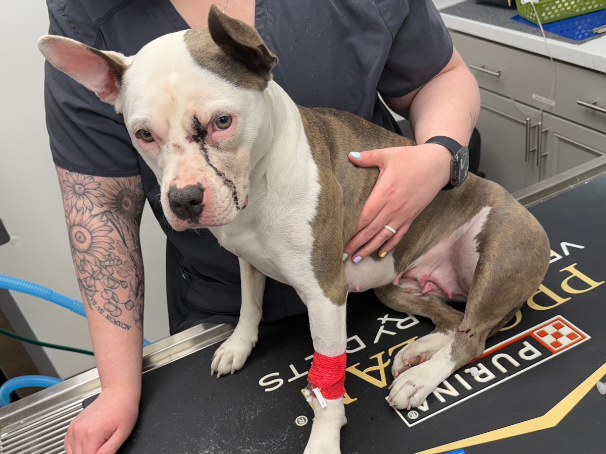 Fundraiser by Shannon Brookhouse : Please Help Wilma