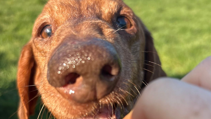 Sausage get his teeth sorted! campaign photo, 1 of 3