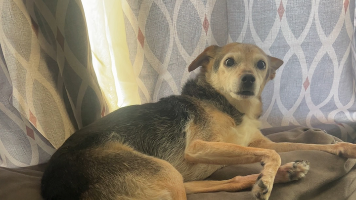 Help save our best friends dog Tuffy campaign photo, 1 of 8