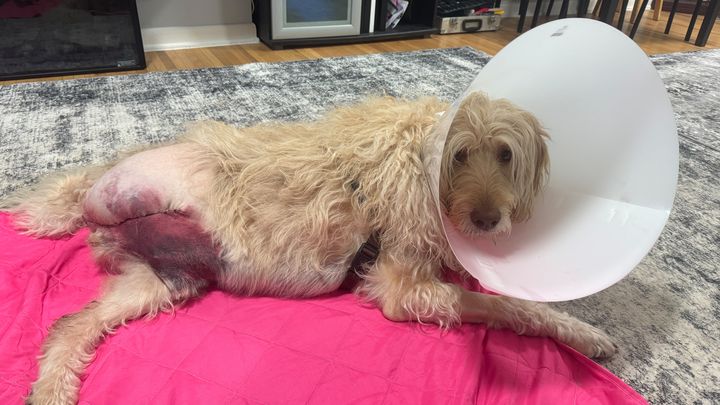 Support Winston's Recovery from Cancer Surgery campaign photo, 1 of 7
