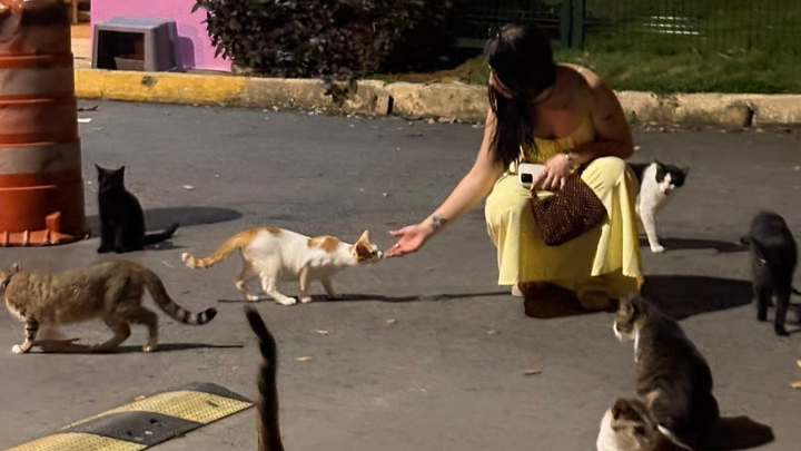 From our Pueblo to their paws- a voice for the voiceless campaign photo, 1 of 8