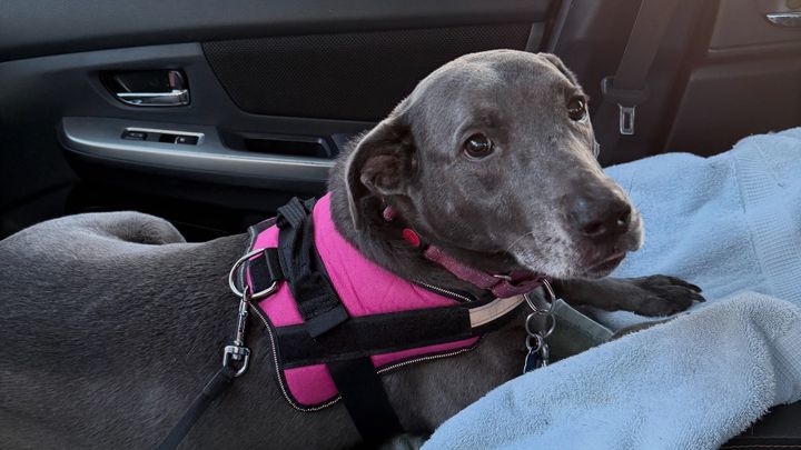 Help Us Honor Fawn’s Life campaign photo, 1 of 7