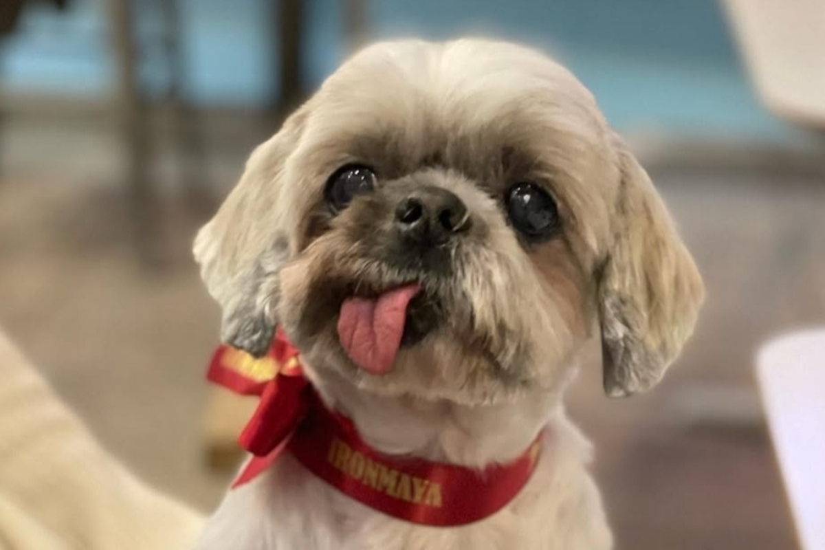 Fundraiser for Hilarie Czhang by Alexandra Maroney : Mochi, 15