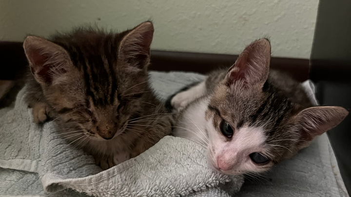 Giving 2 former animal abuse kittens eye surgery & aftercare campaign photo, 1 of 3