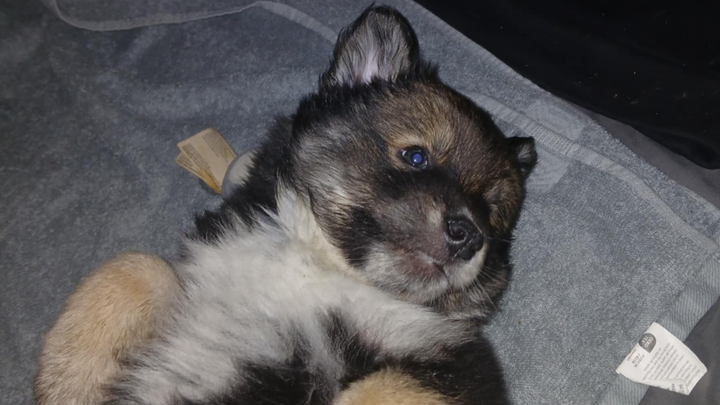 Help Angel Beat Parvo and Stay With Our Family campaign photo, 1 of 7