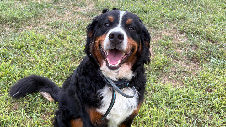 Rosie’s medical bills for surgery campaign photo, 1 of 8