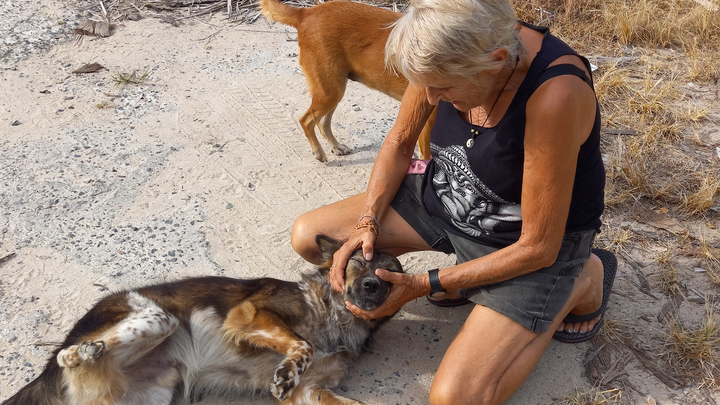 Koh Samui Streuner campaign photo, 1 of 3