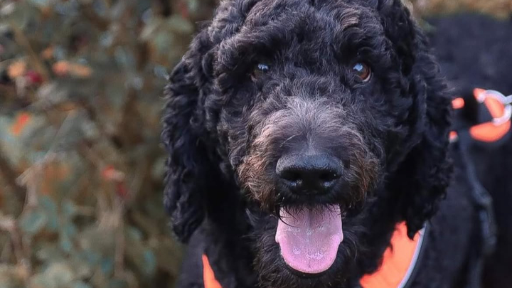 Support Alphie's Urgent Medical Needs campaign photo, 1 of 7