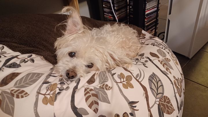 Help with Henry-the-Wonder-Dog's final care campaign photo, 1 of 8