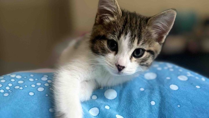 Ash’s Kitten Haven Rescue and Rehoming campaign photo, 1 of 8