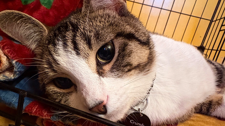 Help Us Save Our Beloved Cat campaign photo, 1 of 8