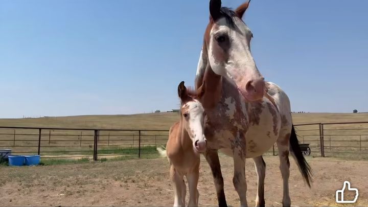 Brave Hearts & Hooves: Creating A Home Where Horses Run Free campaign photo, 1 of 8