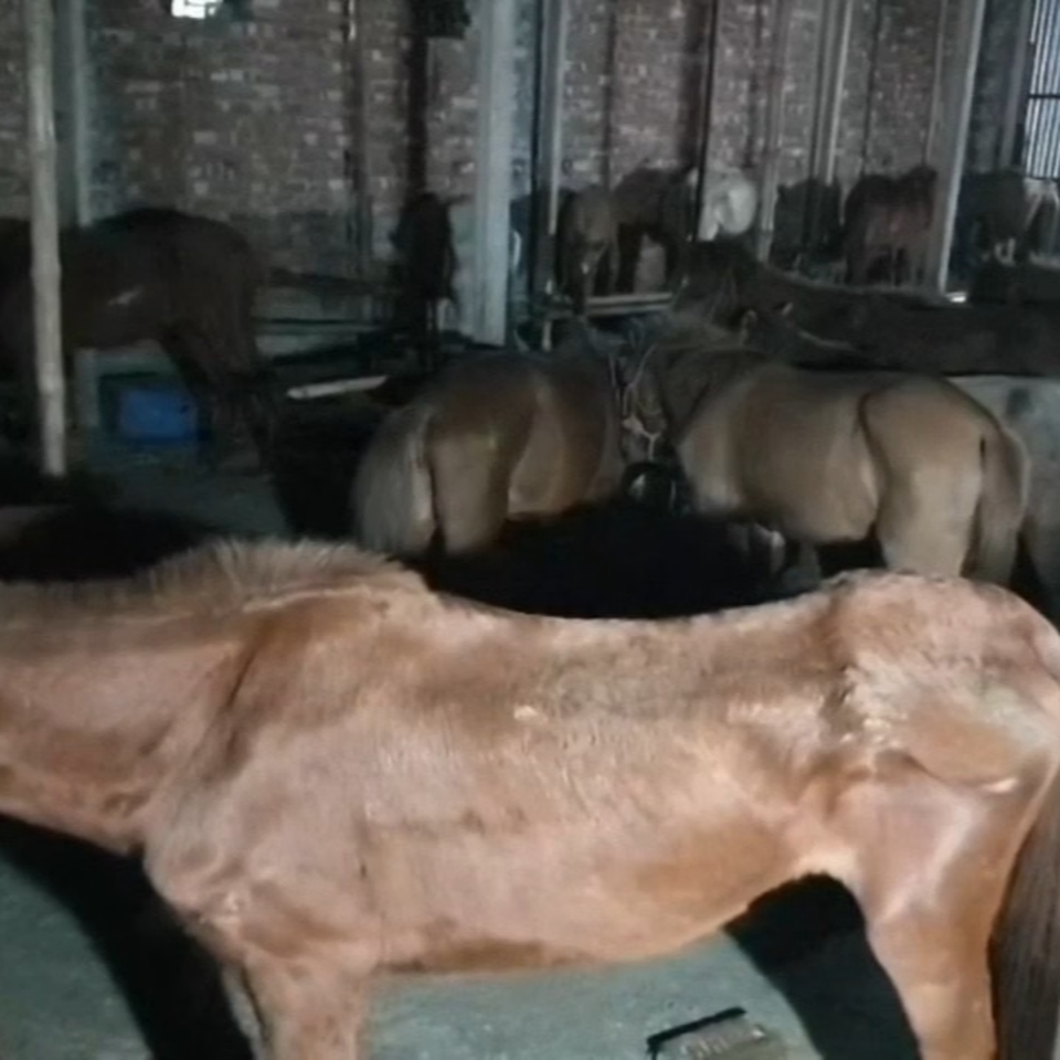 Donate to Save 35 Rescued Horses in Bangladesh
