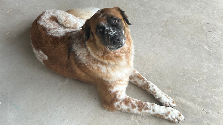 Help Me Get Benji His Surgery campaign photo, 1 of 8