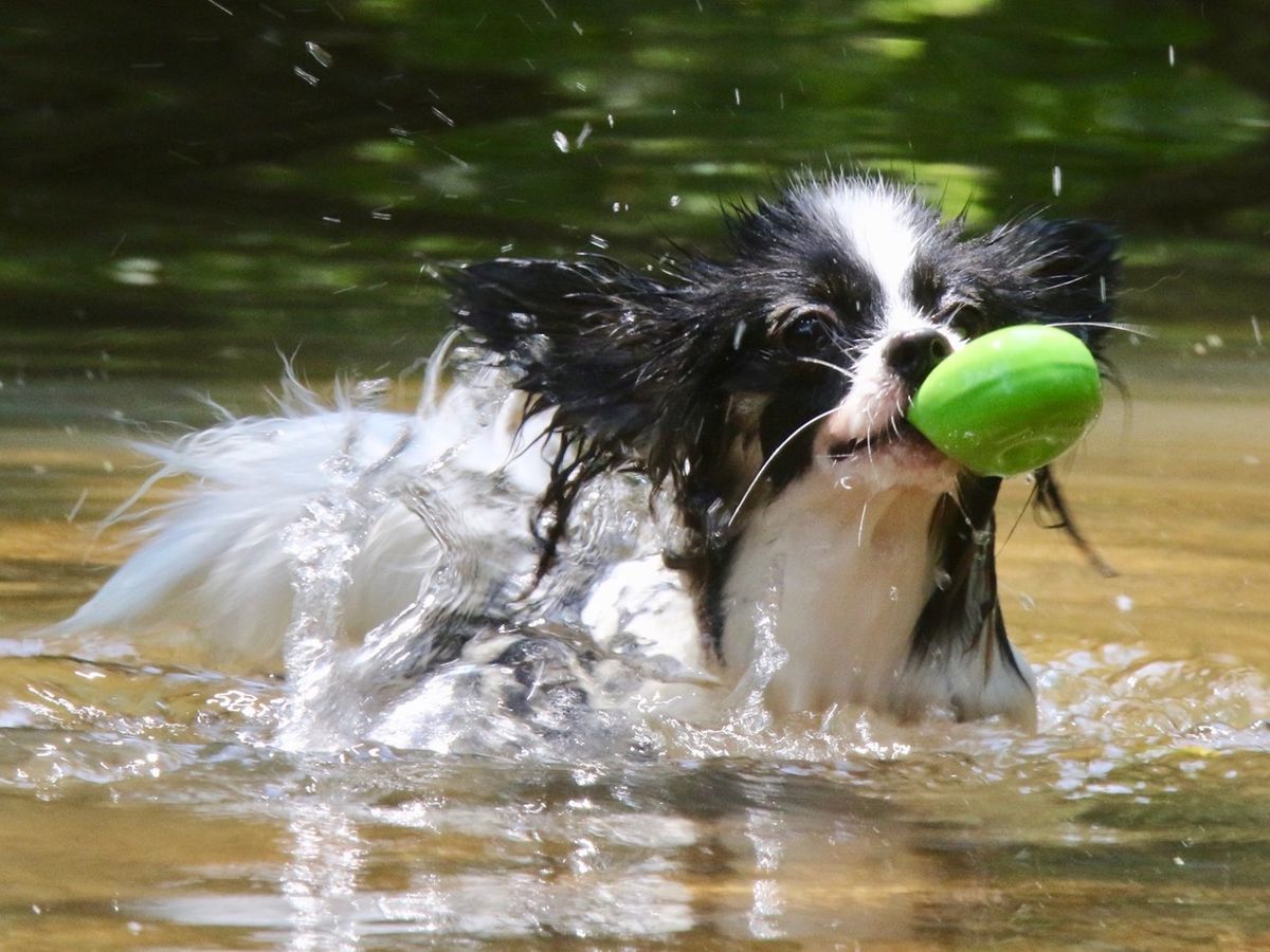 Fundraiser by Karine Thoresen : HELP ME HELP MY DOGS