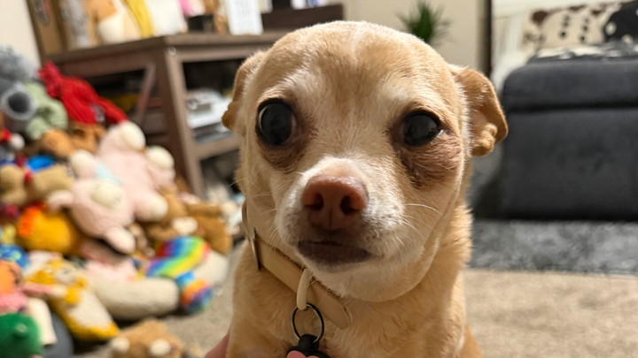 Help Raelynn Get Urgent Vet Care and Dental Treatment campaign photo, 1 of 6