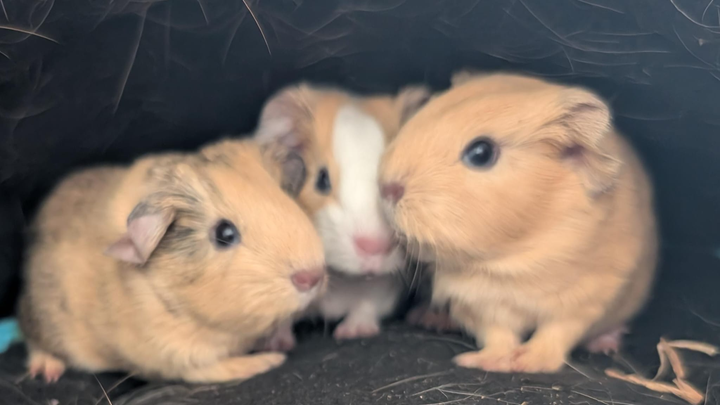 Winter hay campaign photo, 1 of 3
