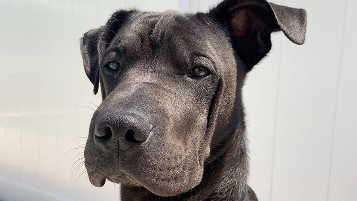 Get Ollie Back on His Paws campaign photo, 1 of 8