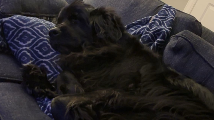 Help Layla Get the Surgery She Needs campaign photo, 1 of 7