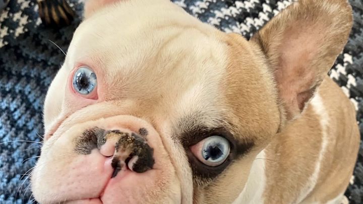 Help Whiskey Get Life-Saving Surgery campaign photo, 1 of 8