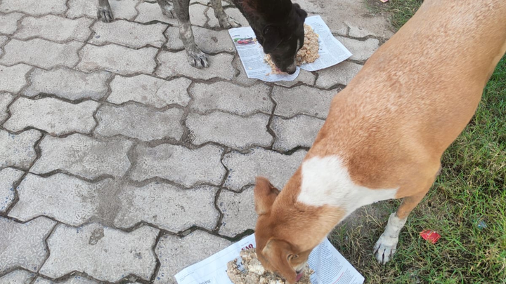 Street Paw Buddies Feeding & Medicines Drive campaign photo, 1 of 3