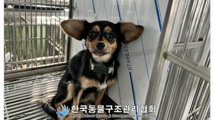 Help rescue the Seoul streets Chihuahua from euthanasia! campaign photo, 1 of 6