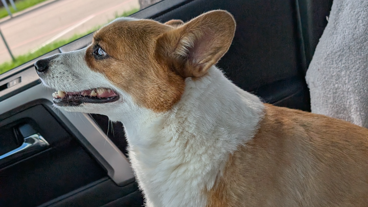 Urgent Surgery for Benji's Spinal Recovery campaign photo, 1 of 7