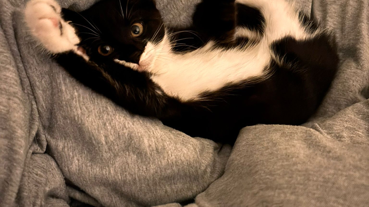 Help Dolly Pickleton! A stray kitten nearly eaten by a fox campaign photo, 1 of 6