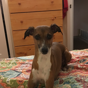 Toni Powless-Ludwick