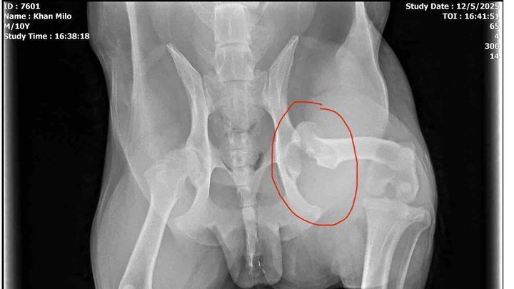 Help Milo Get the Surgery He Needs campaign photo, 1 of 7