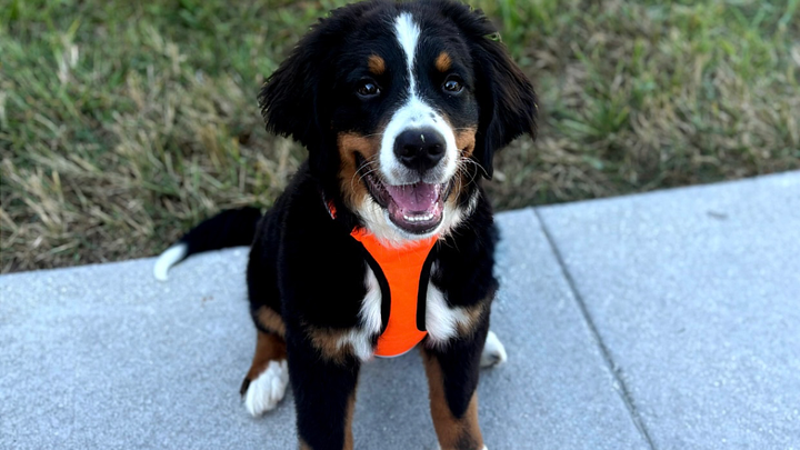 Help Mud the Puppy Heal from a Broken Leg campaign photo, 1 of 3